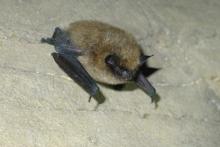 Eastern Small-footed Bat - Myotis Leibii