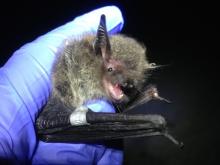 Little Brown Bat - Myotis Lucifugus