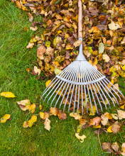 leaf collection