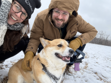 corgie1