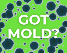 mold