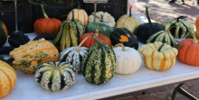 many pumpkins in different colors 